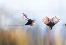 Birds on a Wire