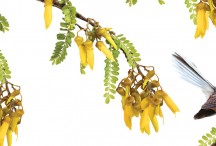 Faintail on Kowhai
