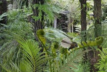 Fantail Forest