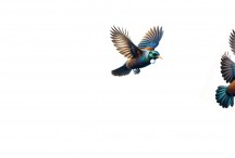 Flights Tui Bird - NAT 2024-4