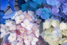 Heavenly Hydrangea