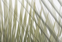 Lucy G - Nikau Fronds