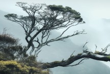 Out on a Limb