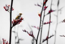 Silvereye on Flax Greyscale Background