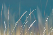 Summer Haze