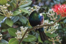 Tui on Pohutukawa