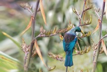 Tui Portrait Colour