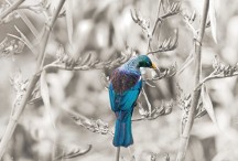 Tui Portrait Sepia