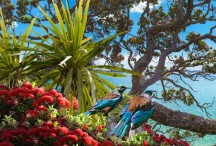 Tui Vista