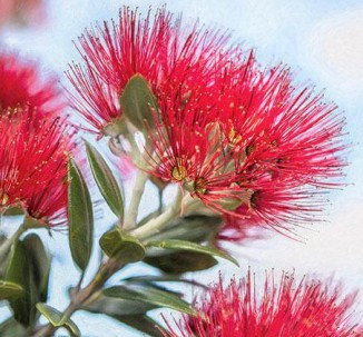 Pohutukawa A Painted-Lucy G 595 x 526