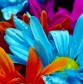 DG 1300 600 - Beautiful Flowers