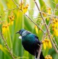 DG 1986 600 - Kowhai Tui