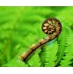 DG 207 Fern Koru 900