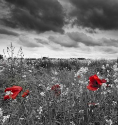 DG 267 600 - Red Flowers