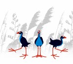 DG 1493 - Pukeko's 750H x 900W Pukeko's