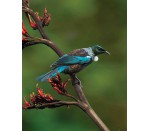 DG 1499 - Tui Paradise 750H x 600W Tui Paradise