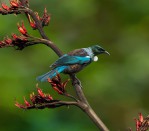 DG 1499 - Tui Paradise 750H x 900W Tui Paradise