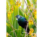 DG 1986 - Kowhai Tui 750H x 600W Kowhai Tui