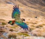 DG 1990 - Mt Cook Kea 750H x 900W Mt Cook Kea