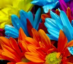 DG 1300 - Beautiful Flowers 750H x 900W Beautiful Flowers